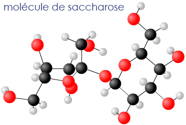 molécule de saccharose